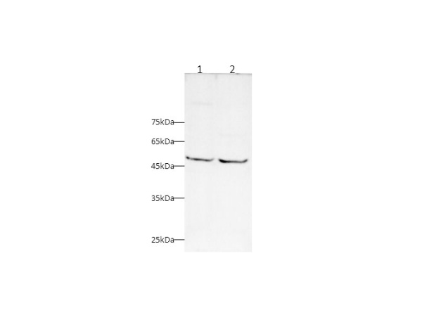TRAF5 Polyclonal Antibody (D-AB-10305L)