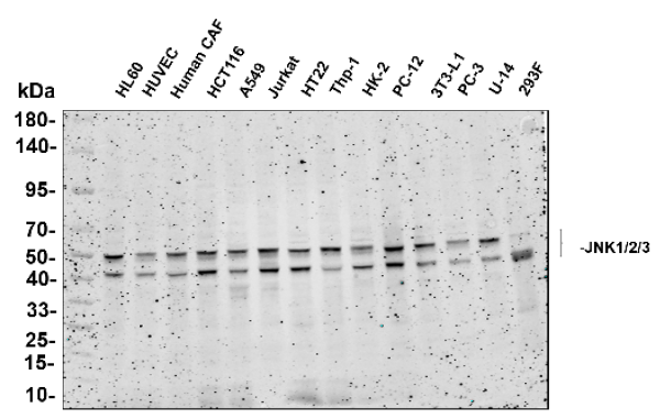 Recombinant JNK1/2/3 Monoclonal Antibody (AN300739L)