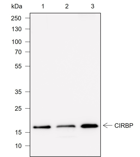 Recombinant CIRBP Monoclonal Antibody (AN302011L)