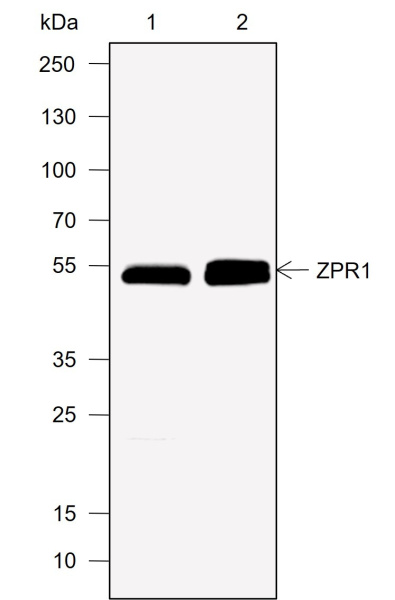 Recombinant ZPR1 Monoclonal Antibody (AN302027L)