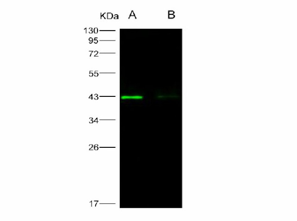 Anti-West Nile Virus(WNV)(lineage 1, strain NY99) E/Envelope Polyclonal Antibody (E-AB-V1322)