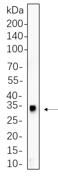 Recombinant HES1 Monoclonal Antibody (AN300599L)