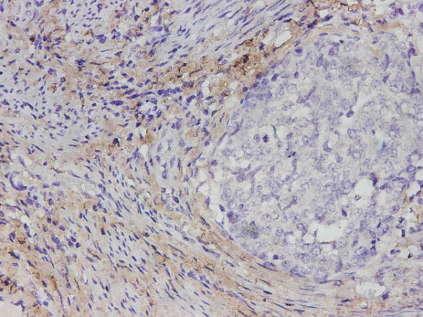 COL1A1 Polyclonal Antibody (E-AB-40665)