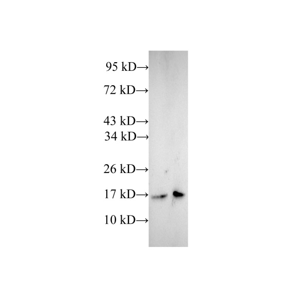 CFL1 Polyclonal Antibody (E-AB-40164)