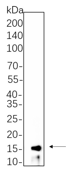 Recombinant Phospho-Histone H3 (Thr3) Monoclonal Antibody (AN300645L)