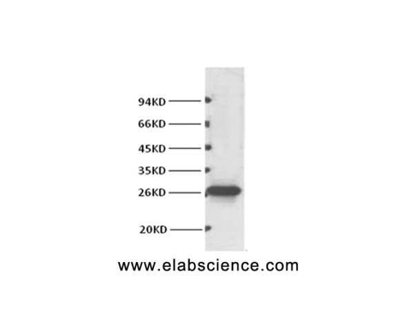 BCL2 Monoclonal Antibody (E-AB-22004)