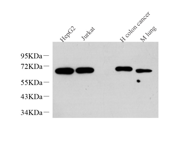 c-Fos Monoclonal Antibody (E-AB-70204)