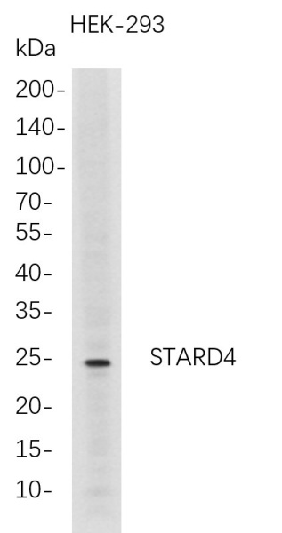Recombinant STARD4 Monoclonal Antibody (AN300782L)