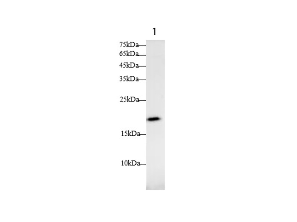 DAND5 Polyclonal Antibody (AN006820L)