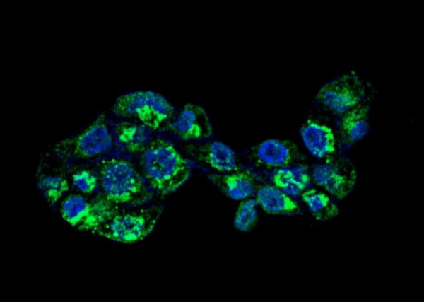 Apolipoprotein A-I/APOA1 Monoclonal Antibody (AN200050P)