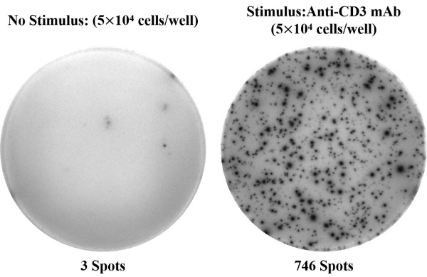 Human IL-2 (Interleukin 2) ELISPOT Kit (ESP-H0006)