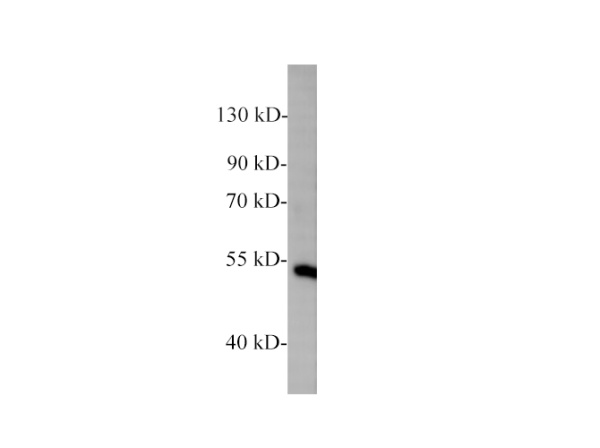 Zebrafish NF-kB p65 Polyclonal Antibody (E-AB-40558)
