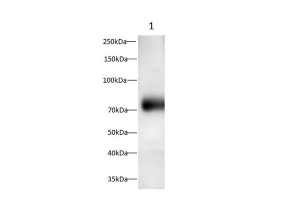 EGF Polyclonal Antibody (AN007200L)