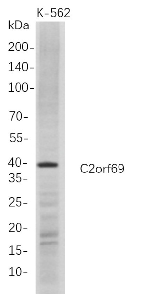 Recombinant C2orf69 Monoclonal Antibody (AN300748L)