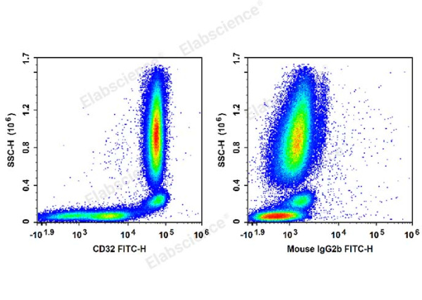 FITC Anti-Human CD32 Antibody[IV-3] (E-AB-F1075C)