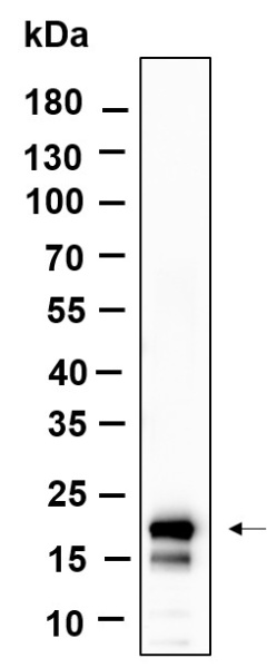 Recombinant Histone H3 (Acetyl Lys18) Monoclonal Antibody (AN301177L)