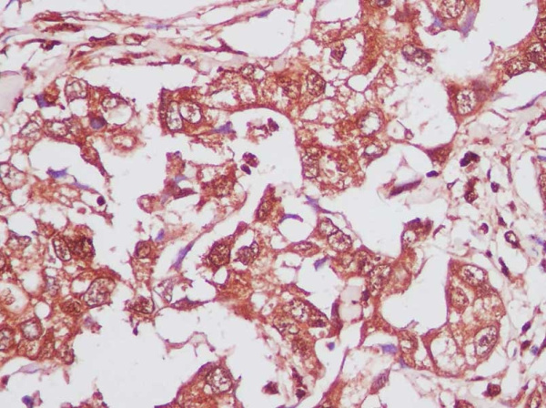 GAPDH Monoclonal Antibody (AN005280L)