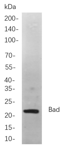 Recombinant Bad Monoclonal Antibody (AN300995L)