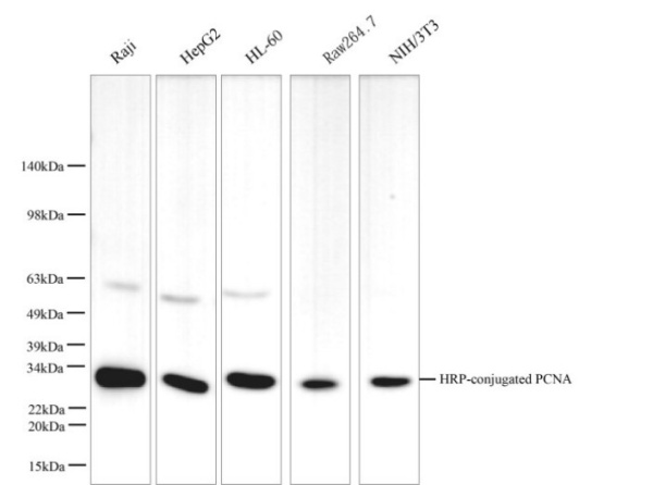 HRP-conjugated PCNA Monoclonal Antibody (AN00472HP)