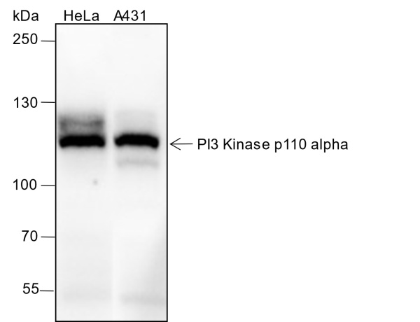 Recombinant PI3 Kinase p110 alpha Monoclonal Antibody (AN301630L)