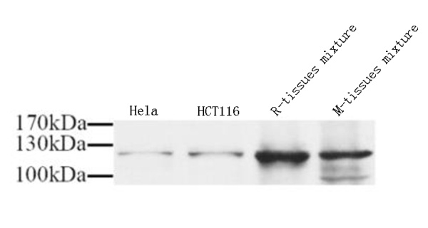 NOS3 Polyclonal Antibody (E-AB-70035)