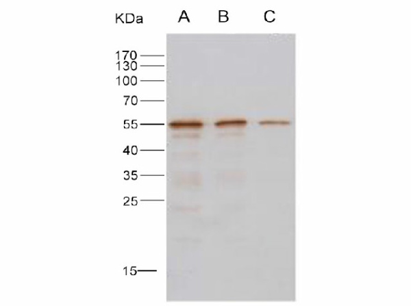 Anti-MERS-CoV Nucleocapsid Protein Polyclonal Antibody (E-AB-V1283)