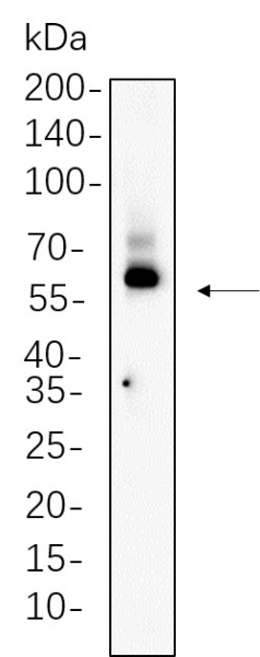 Recombinant TCF7 Monoclonal Antibody (AN300696L)