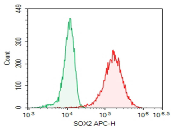 Purified Anti-Human SOX2 Antibody[O30-678] (AN011220P)