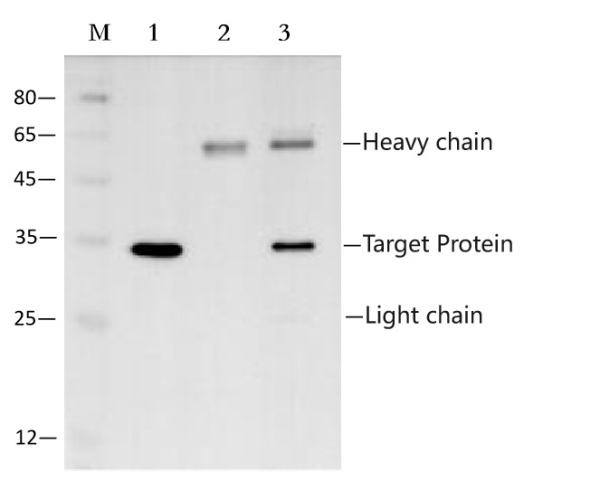 Anti-DYKDDDDK Affinity Agarose (EA-IP-001)
