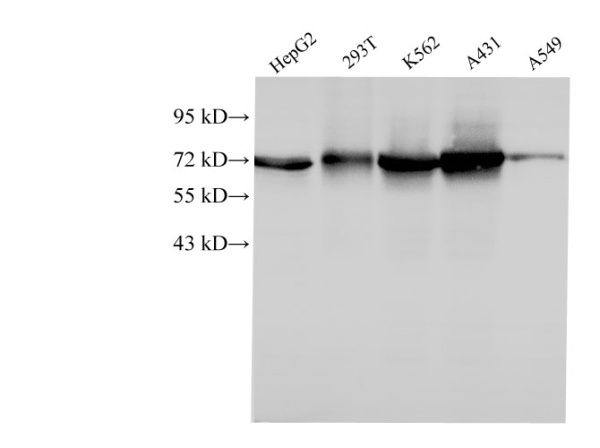 HSPA1A Polyclonal Antibody (E-AB-40302)