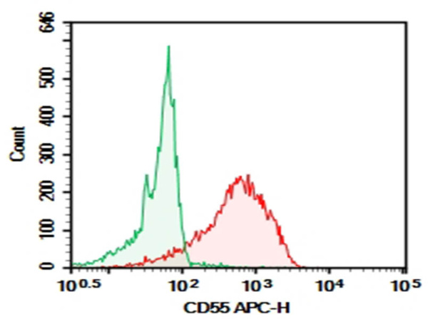 Purified Anti-Human CD55 Antibody[HI55a] (AN003360P)