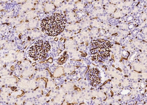 CD34 Monoclonal Antibody (AN200012P)