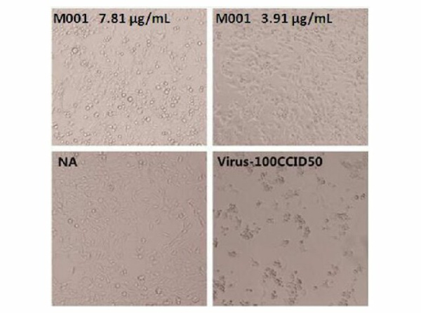 Anti-Enterovirus 71 VP4 Neutralizing Antibody (E-AB-V1082)