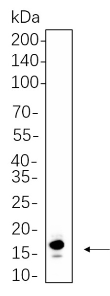 Recombinant Histone H3 (Acetyl Lys36) Monoclonal Antibody (AN301329L)