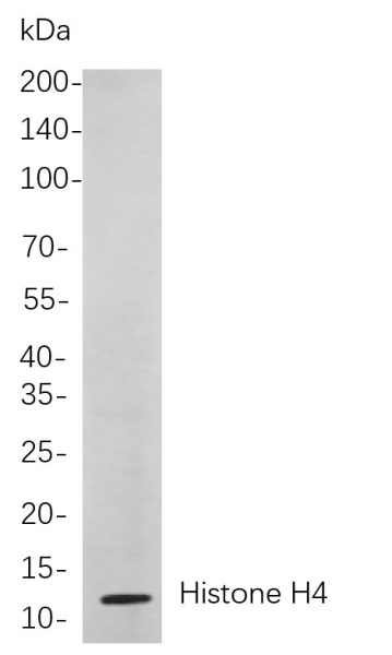 Recombinant Histone H4 Monoclonal Antibody (AN301109L)