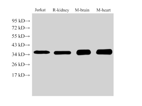 LDHB Polyclonal Antibody (E-AB-40383)