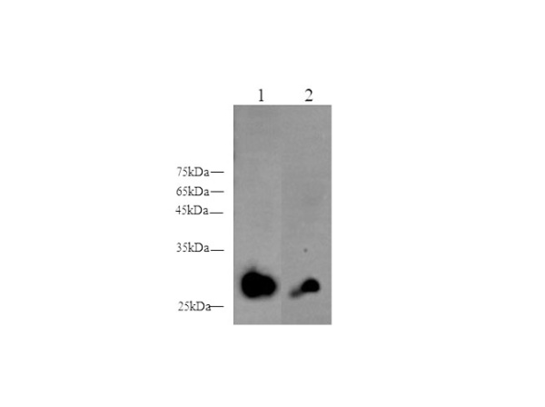 ADIPOQ Polyclonal Antibody (D-AB-10168L)