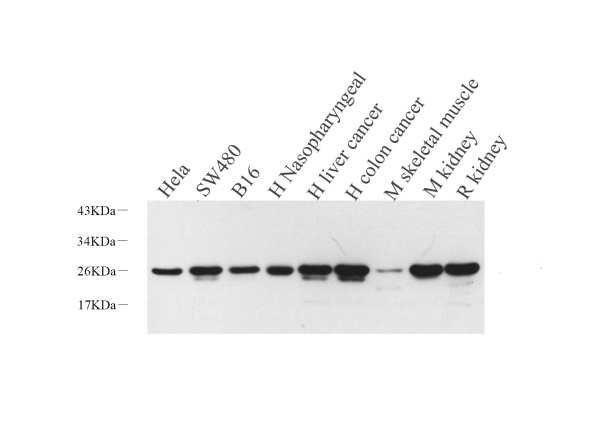 HMGB1 Polyclonal Antibody (E-AB-70044)