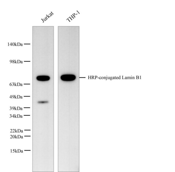 HRP-conjugated Lamin B1 Monoclonal Antibody (AN00292HP)