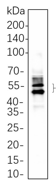 Recombinant MAPKAPK-2 Monoclonal Antibody (AN300648L)