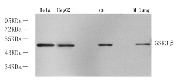 GSK3 beta Polyclonal Antibody (E-AB-70043)
