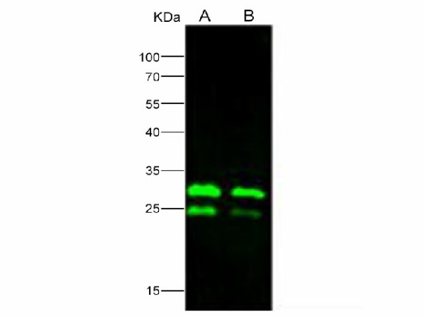Anti-Ebola virus EBOV(subtype Zaire, strain H.sapiens-wt/GIN/2014/Kissidougou-C15) VP24 Polyclonal Antibody (E-AB-V1130)