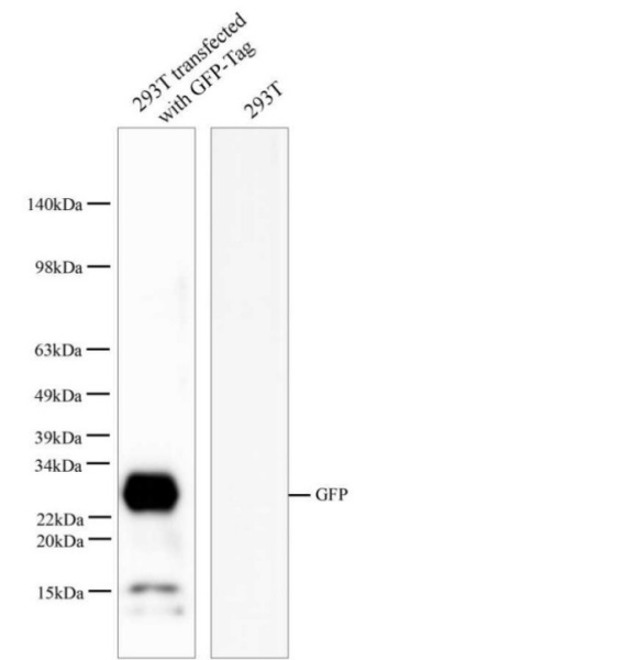 GFP Polyclonal Antibody (E-AB-40511)