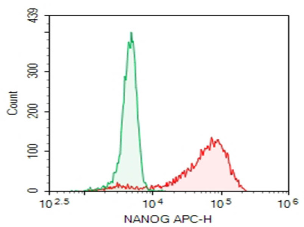 Purified Anti-Human NANOG Antibody[23D2-3C6] (AN010430P)