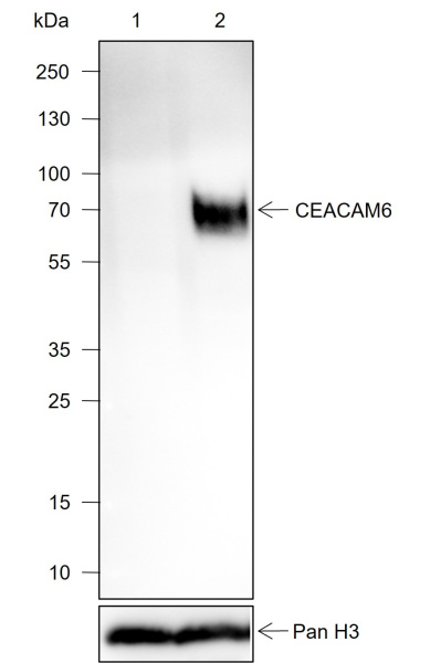 Recombinant CEACAM6 Monoclonal Antibody (AN302030L)