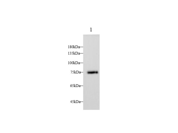 LTF Polyclonal Antibody (D-AB-10388L)