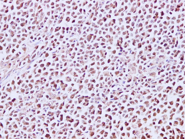 MCM7 Polyclonal Antibody (E-AB-40231)