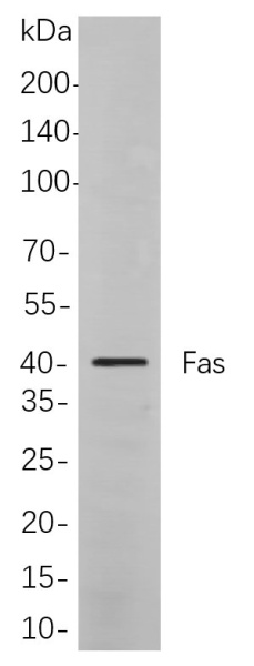Recombinant Fas Monoclonal Antibody (AN301014L)