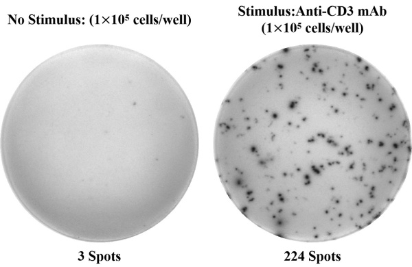Human IL-5 (Interleukin 5) ELISPOT Kit (ESP-H0008)