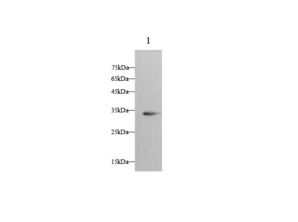 ApoE Polyclonal Antibody (D-AB-10392L)